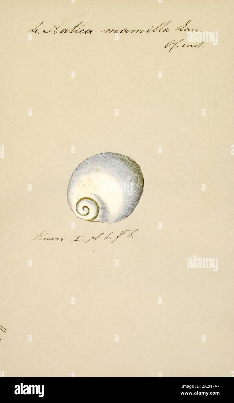 Natica mamilla, Print, Polinices mammilla is a species of predatory sea snail, a marine gastropod mollusk in the family Naticidae, the moon snails Stock Photo