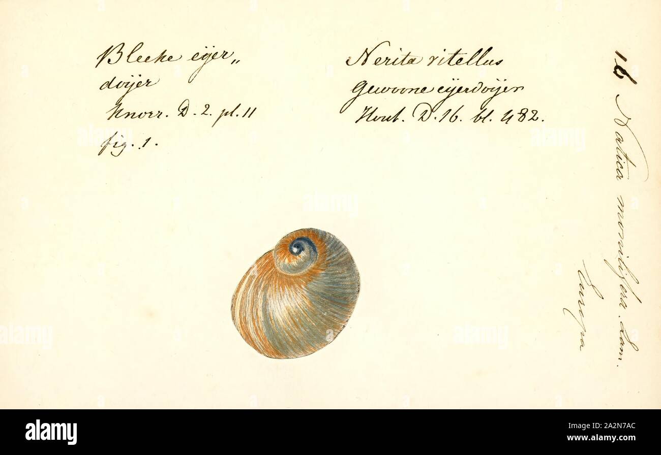 Natica monilifera, Print, Natica is a genus of small to medium-sized predatory sea snails, marine gastropods in the family Naticidae, the moon snails Stock Photo