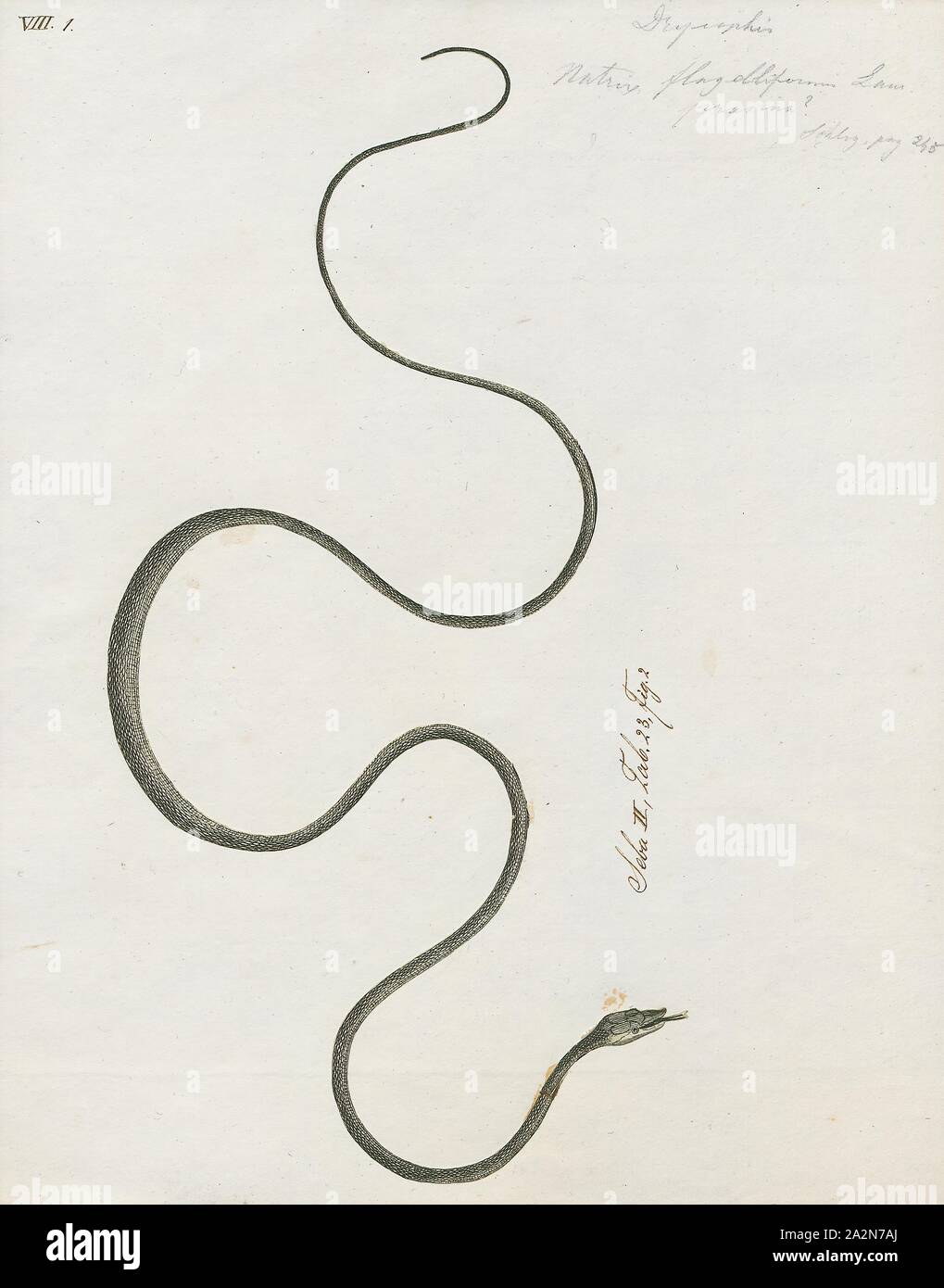 Natrix flagelliformis, Print, Natrix is a genus of Old World snakes in the subfamily Natricinae of the family Colubridae., 1734-1765 Stock Photo