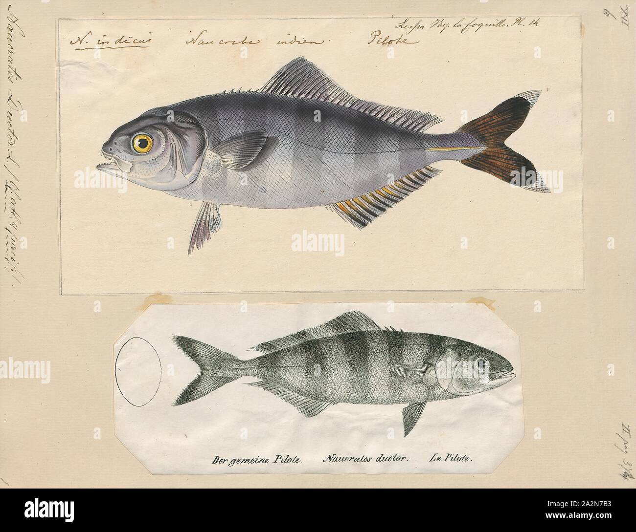 Naucrates ductor, Print, The pilot fish (Naucrates ductor) is a carnivorous fish of the trevally, or jackfish family, Carangidae. It is widely distributed and lives in warm or tropical open seas., 1700-1880 Stock Photo
