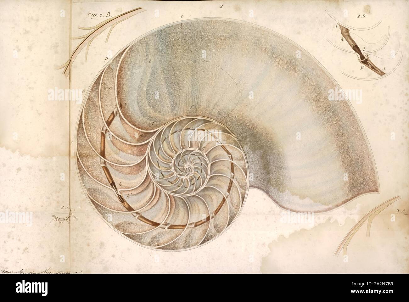 Pearly Nautilus High Resolution Stock Photography And Images Alamy