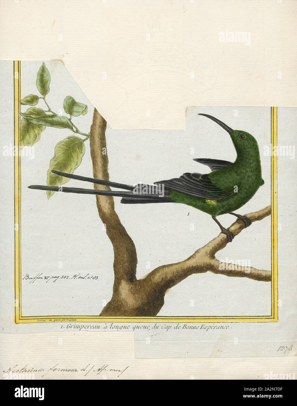Nectarinia famosa, Print, The malachite sunbird (Nectarinia famosa) is a small nectarivorous bird found from the highlands of Ethiopia southwards to South Africa. They pollinate many flowering plants, particularly those with long corolla tubes, in the Fynbos., 1700-1880 Stock Photo