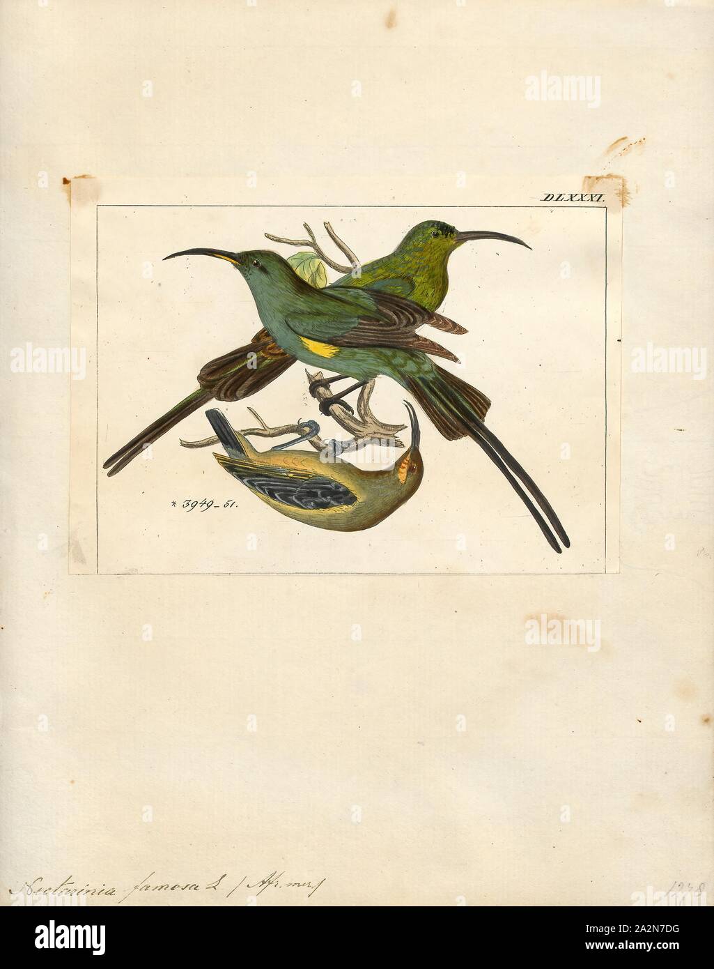 Nectarinia famosa, Print, The malachite sunbird (Nectarinia famosa) is a small nectarivorous bird found from the highlands of Ethiopia southwards to South Africa. They pollinate many flowering plants, particularly those with long corolla tubes, in the Fynbos., 1820-1860 Stock Photo