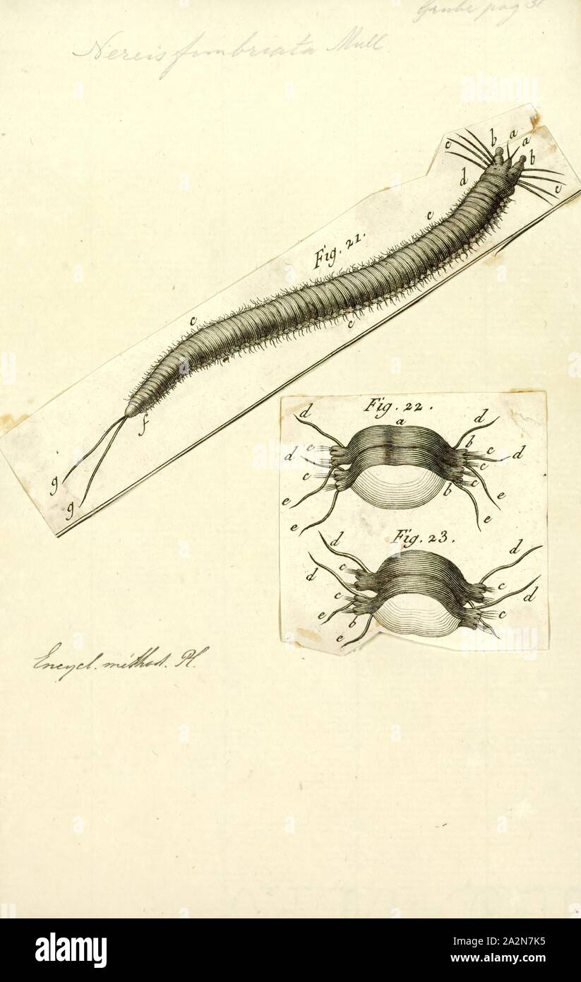 Nereis fimbriata, Print, Nereis is a genus of polychaete worms in the family Nereididae. It comprises many species, most of which are marine. Nereis possess setae and parapodia for locomotion. They may have two types of setae, which are found on the parapodia. Acicular setae provide support. Locomotor chaetae are for crawling, and are the bristles that are visible on the exterior of the Polychaeta. They are cylindrical in shape, found not only in sandy areas, and they are adapted to burrow. They often cling to seagrass (posidonia) or other grass on rocks and sometimes gather in large groups Stock Photo
