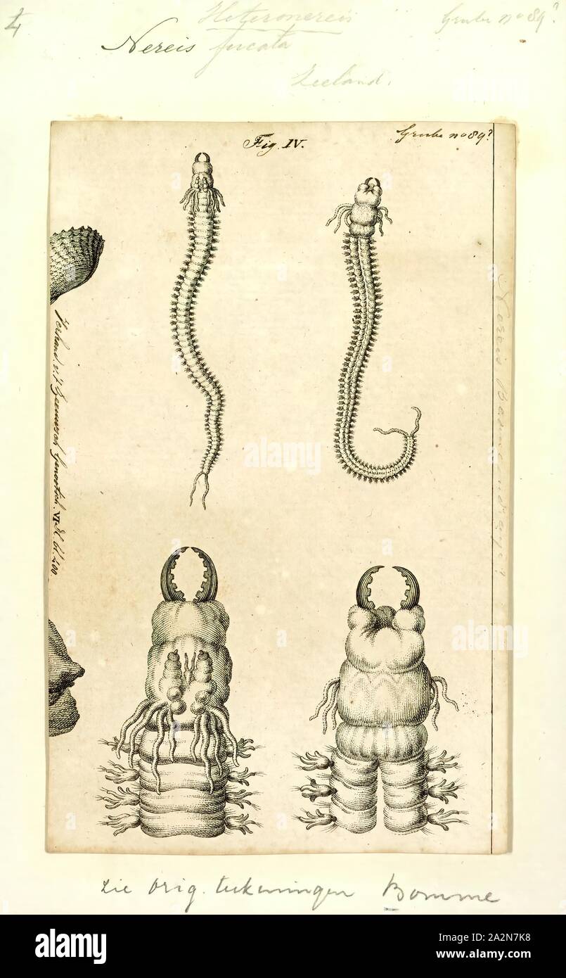 Nereis fucata, Print, Neanthes fucata is a species of marine polychaete worm in the family Nereididae. It lives in association with a hermit crab such as Pagurus bernhardus. It occurs in the northeastern Atlantic Ocean, the North Sea and the Mediterranean Sea Stock Photo