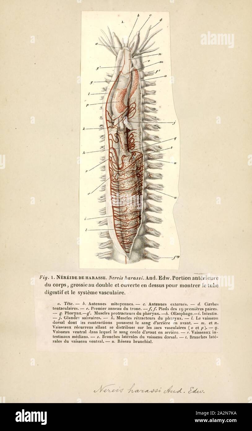 Nereis harassi, Print, Nereis is a genus of polychaete worms in the family Nereididae. It comprises many species, most of which are marine. Nereis possess setae and parapodia for locomotion. They may have two types of setae, which are found on the parapodia. Acicular setae provide support. Locomotor chaetae are for crawling, and are the bristles that are visible on the exterior of the Polychaeta. They are cylindrical in shape, found not only in sandy areas, and they are adapted to burrow. They often cling to seagrass (posidonia) or other grass on rocks and sometimes gather in large groups Stock Photo