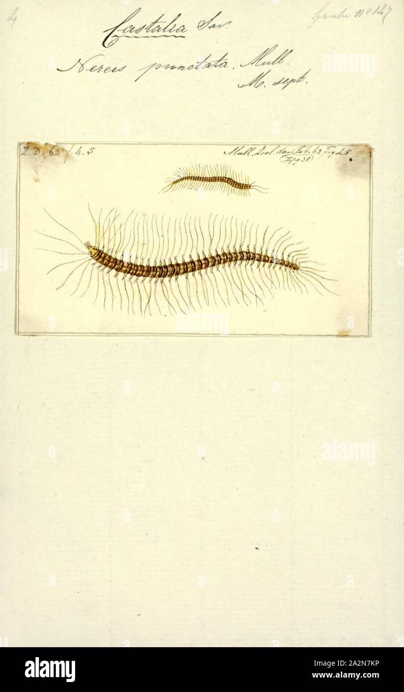 Nereis punctata, Print, Nereis is a genus of polychaete worms in the family Nereididae. It comprises many species, most of which are marine. Nereis possess setae and parapodia for locomotion. They may have two types of setae, which are found on the parapodia. Acicular setae provide support. Locomotor chaetae are for crawling, and are the bristles that are visible on the exterior of the Polychaeta. They are cylindrical in shape, found not only in sandy areas, and they are adapted to burrow. They often cling to seagrass (posidonia) or other grass on rocks and sometimes gather in large groups Stock Photo