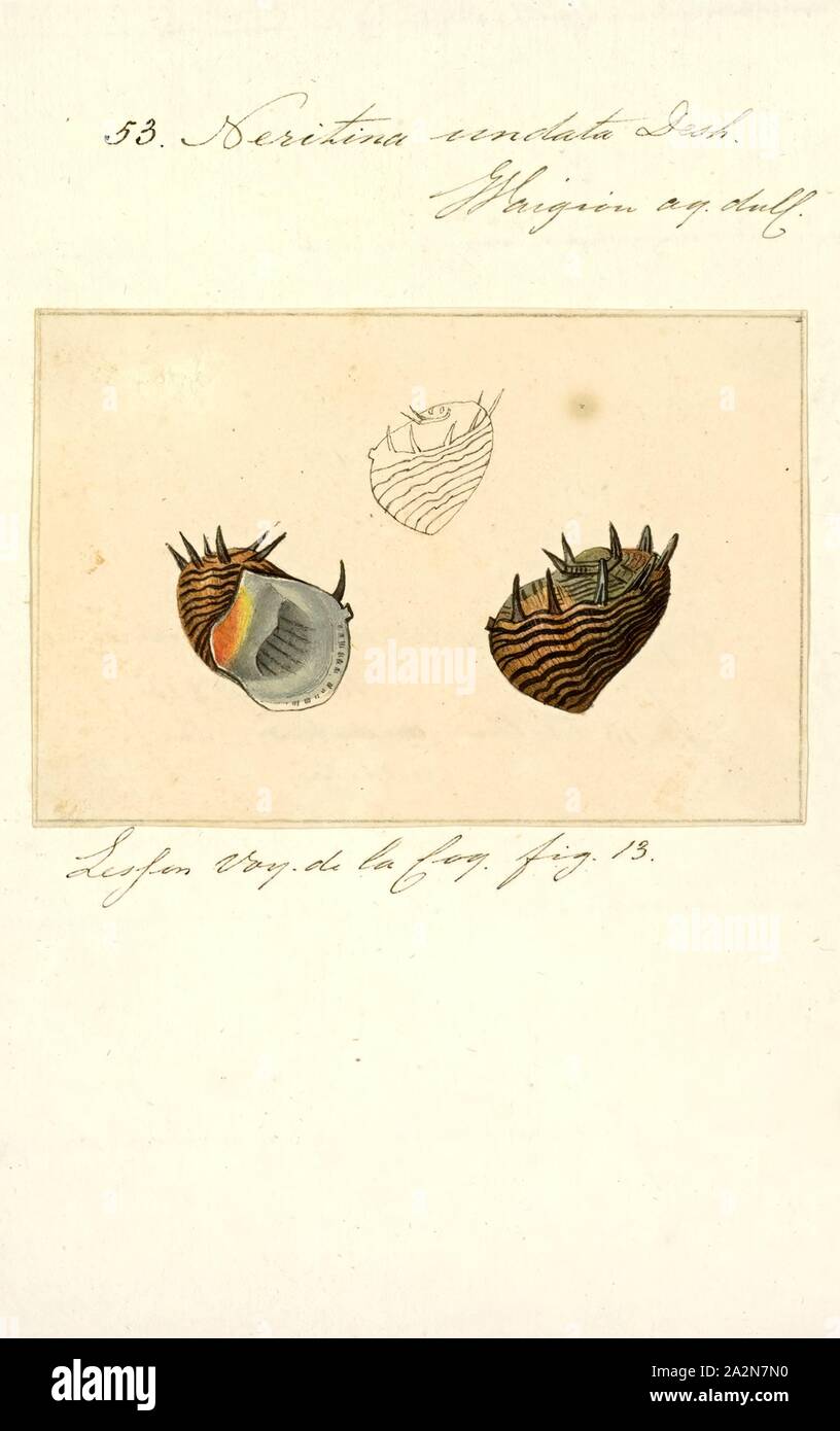 Neritina undata, Print, Clithon spinosum is a species of brackish water and freshwater snail with an operculum, a nerite. It is an aquatic gastropod mollusk in the family Neritidae, the nerites Stock Photo