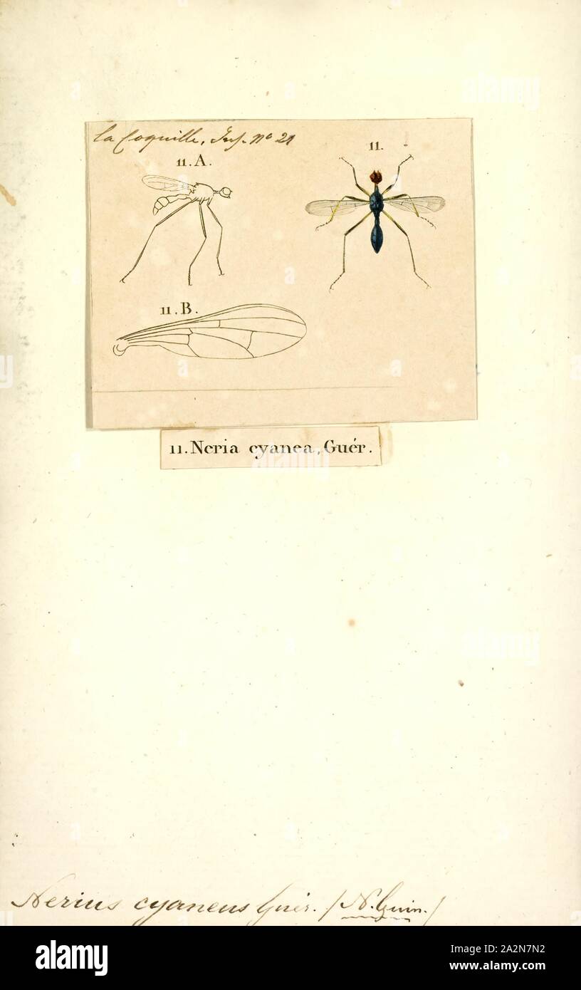 Nerius, Print, Nerius is a genus of cactus flies in the family Neriidae Stock Photo