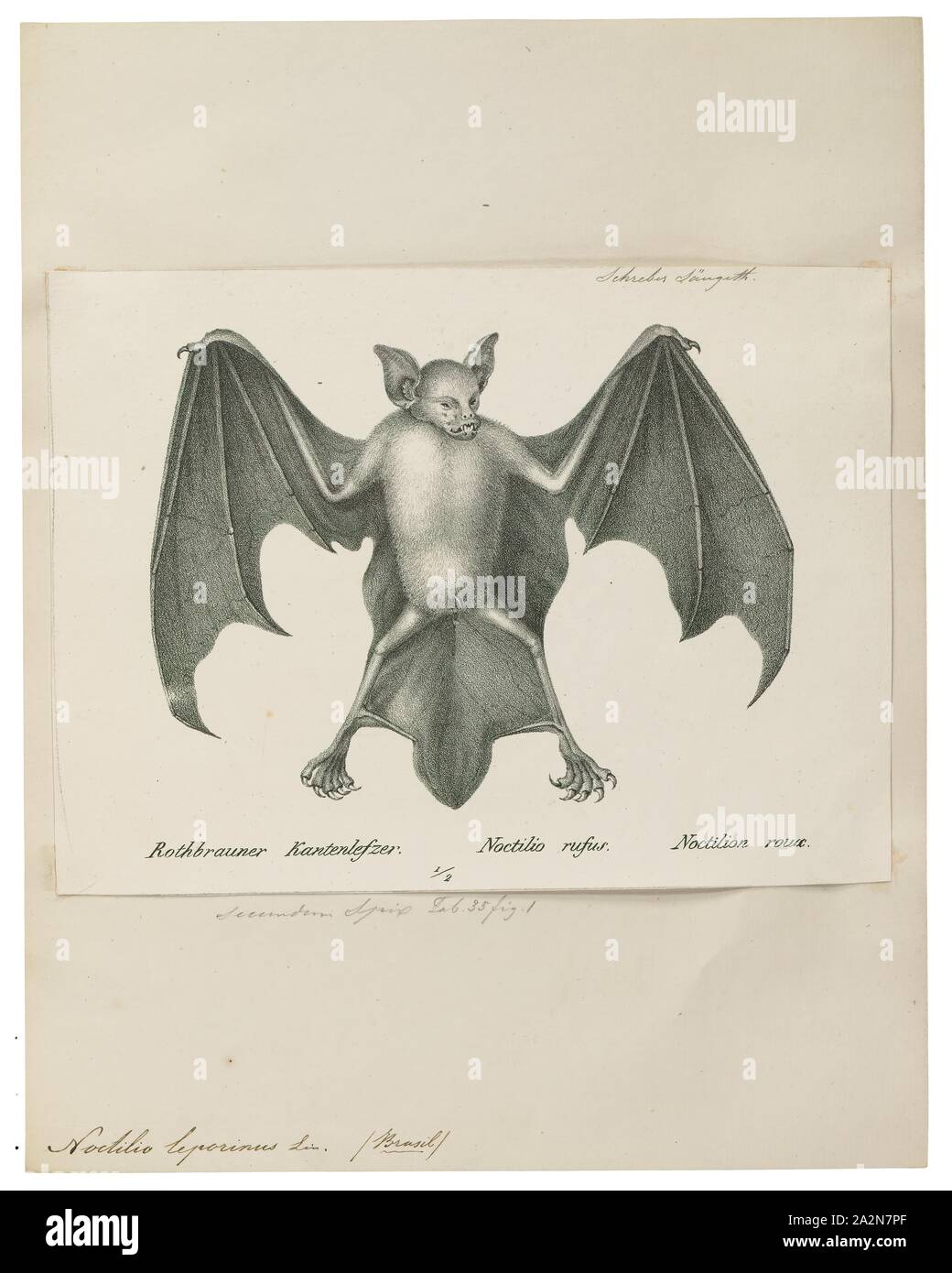 Noctilio leporinus, Print, The greater bulldog bat or fisherman bat  (Noctilio leporinus) is a type of fishing bat native to Latin America  (Spanish: Murciélago pescador). The bat uses echolocation to detect water