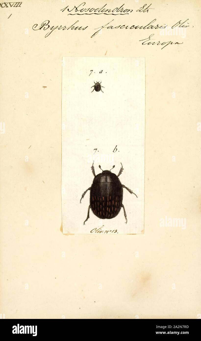 Nosodendron, Print, Nosodendron is a genus of wounded-tree beetles in the family Nosodendridae. There are at least 70 described species in Nosodendron Stock Photo
