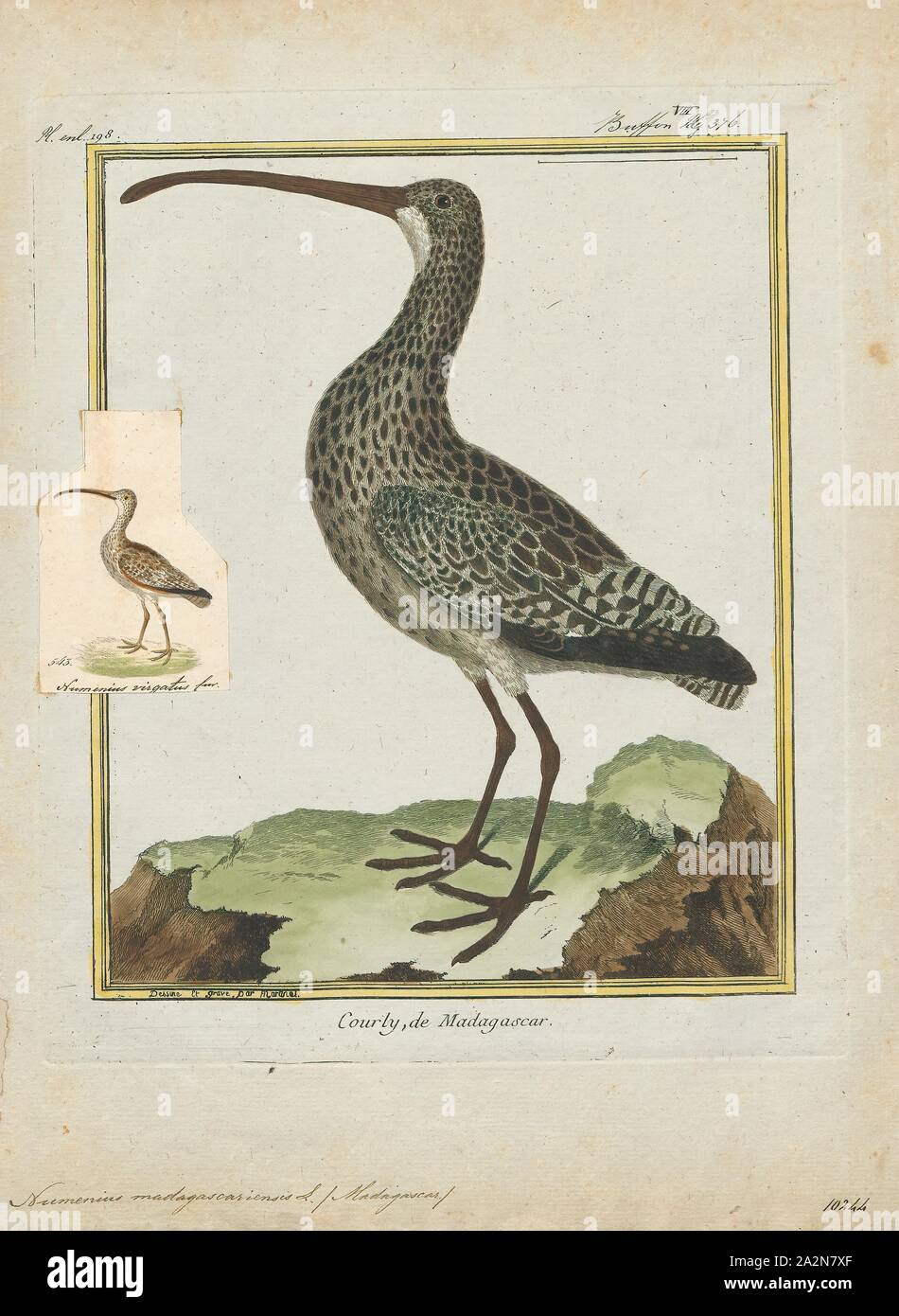 Numenius madagascariensis, Print, The Far Eastern curlew (Numenius madagascariensis) is a large shorebird most similar in appearance to the long-billed curlew, but slightly larger. It is mostly brown in color, differentiated from other curlews by its plain, unpatterned brown underwing. It is not only the largest curlew but probably the world's largest sandpiper, at 60–66 cm (24–26 in) in length and 110 cm (43 in) across the wings. The body is reportedly 565–1, 150 g (1.246–2.535 lb), which may be equaled by the Eurasian curlew. The extremely long bill, at 12.8–20.1 cm (5.0–7.9 in) in length Stock Photo
