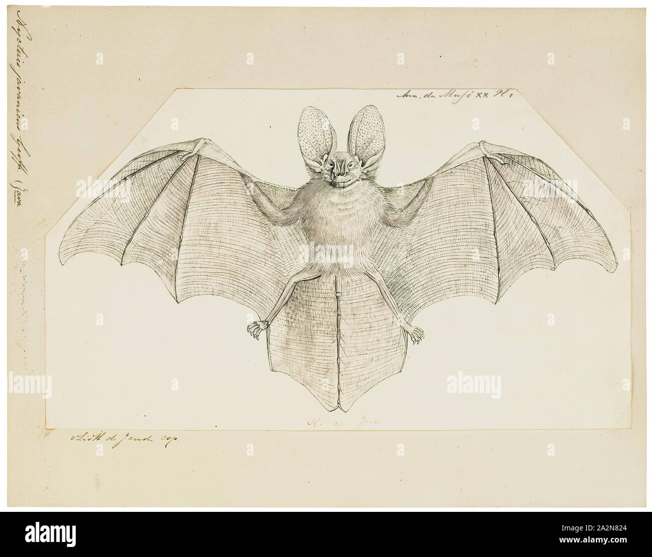 Nycteris javanicus, Print, Nycteris comprises a genus of bats commonly