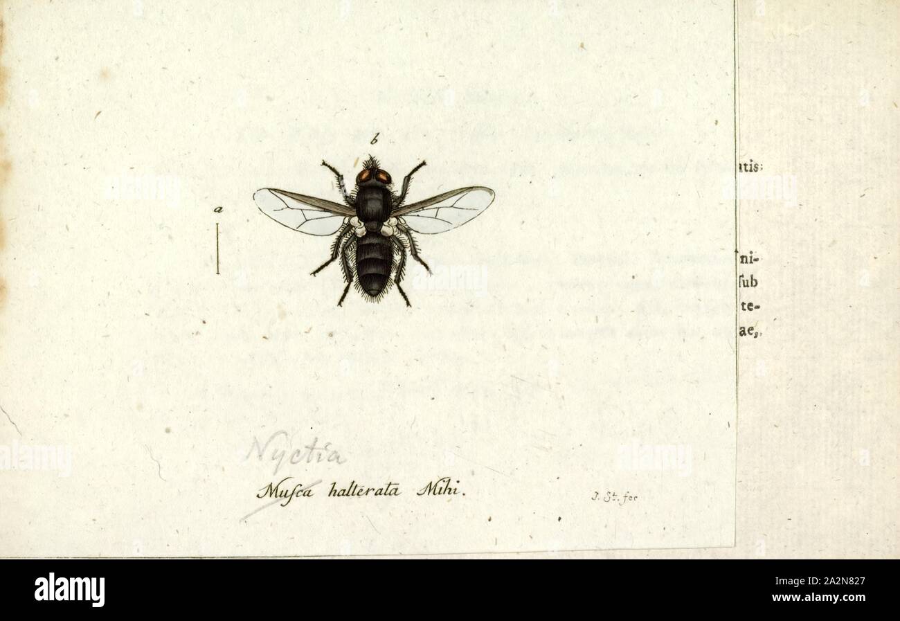 Nyctia, Print, Nyctia is a genus of true flies in the family Sarcophagidae Stock Photo