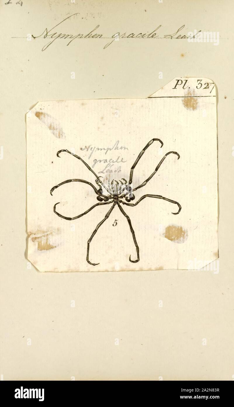 Nymphon, Print, Nymphon is a genus of sea spiders in the family Nymphonidae Stock Photo