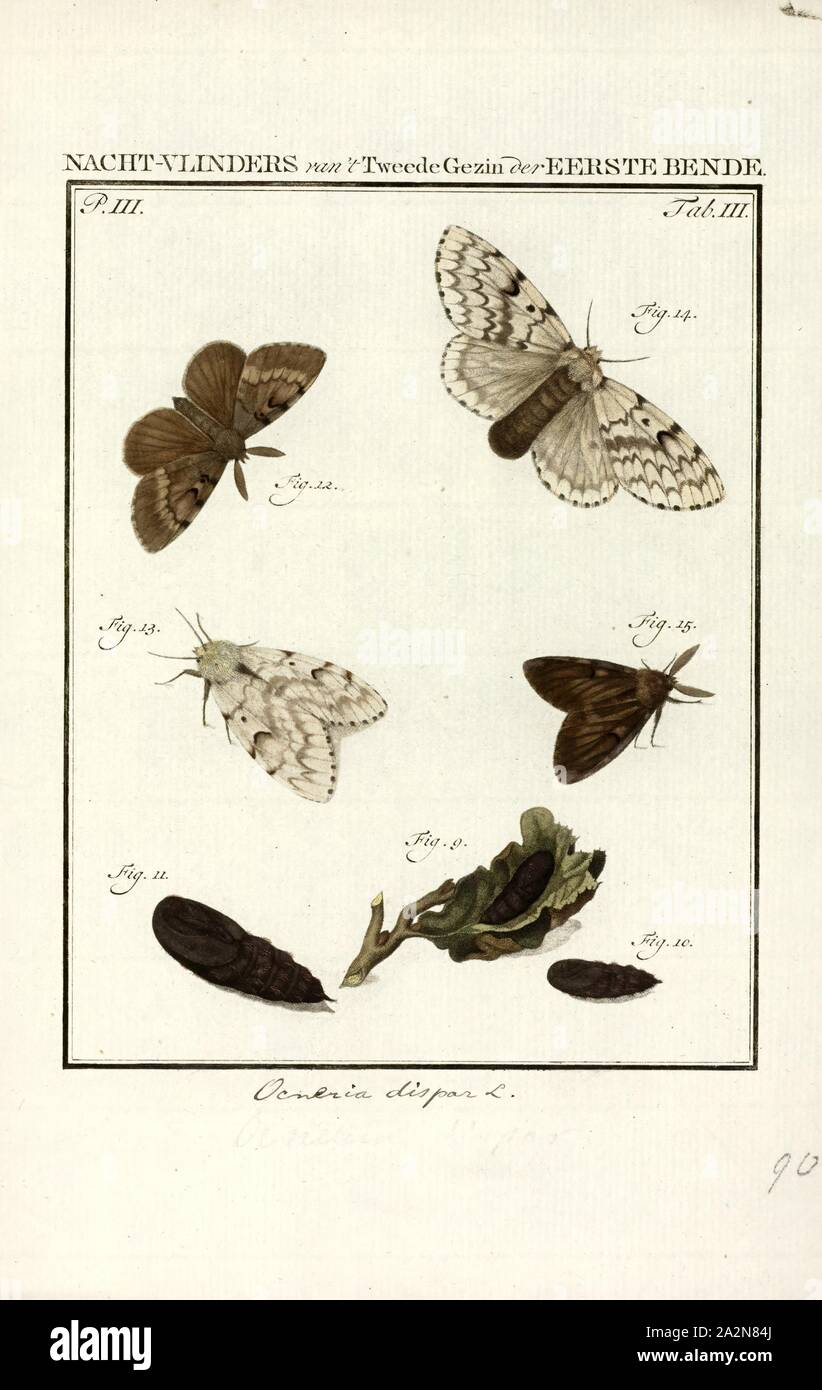 Ocneria, Print, Ocneria is a genus of tussock moths in the family Erebidae Stock Photo