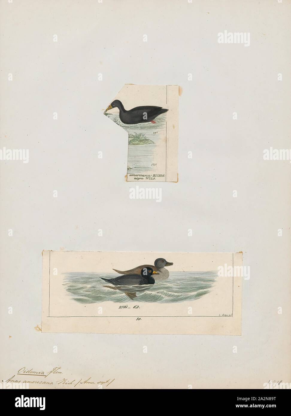 Oidemia americana, Print, The black scoter or American scoter (Melanitta americana) is a large sea duck, 43 to 49 cm (17 to 19 in) in length. The genus name is derived from Ancient Greek melas 'black' and netta 'duck'. The species name is from the Latin for 'American '. Together with the common scoter M. nigra, it forms the subgenus Oidemia; the two are sometimes considered conspecific, the black scoter then being referred to as M. nigra americana. Its French name, used in parts of its Canadian range, is macreuse noire (also meaning 'black scoter'). The species is listed as Near Threatened by Stock Photo