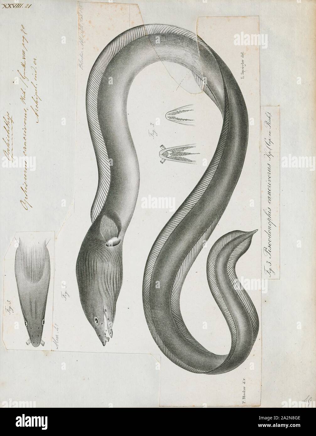 Ophichthys cancrivorus, Print, The longfin snake-eel (Pisodonophis cancrivorus) is an eel in the family Ophichthidae (worm/snake eels). It was described by John Richardson in 1848., 1864 Stock Photo