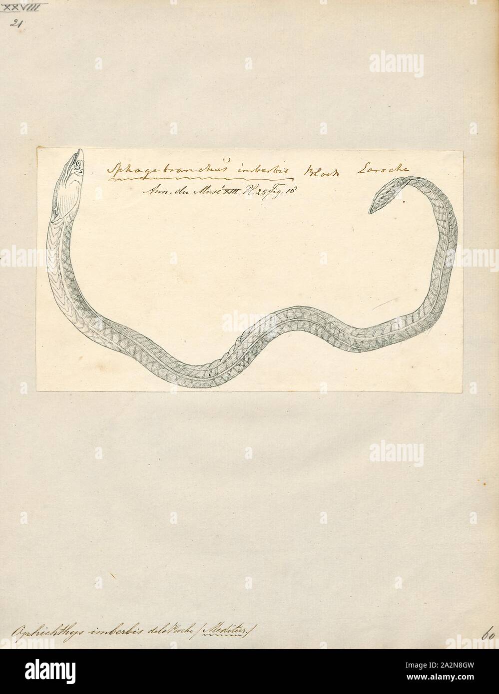 Ophichthys imberbis, Print, The armless snake eel (Dalophis imberbis) is an eel in the family Ophichthidae (worm/snake eels). It was described by François Étienne Delaroche in 1809. It is a subtropical, marine eel which is known from the eastern Atlantic Ocean, including Spain, Mauritania, and the Mediterranean. It dwells at a depth range of 20–80 metres, and forms burrows in mud or sand. Males can reach a maximum total length of 150 centimetres., 1809 Stock Photo