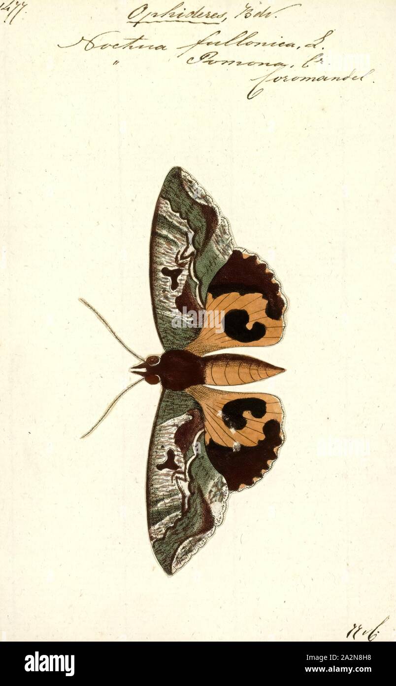 Ophideres, Print, Eudocima is a genus of moths of the family Erebidae first described by Gustaf Johan Billberg in 1820 Stock Photo