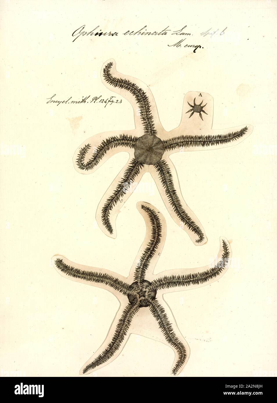 Genus hires stock photography and images Alamy