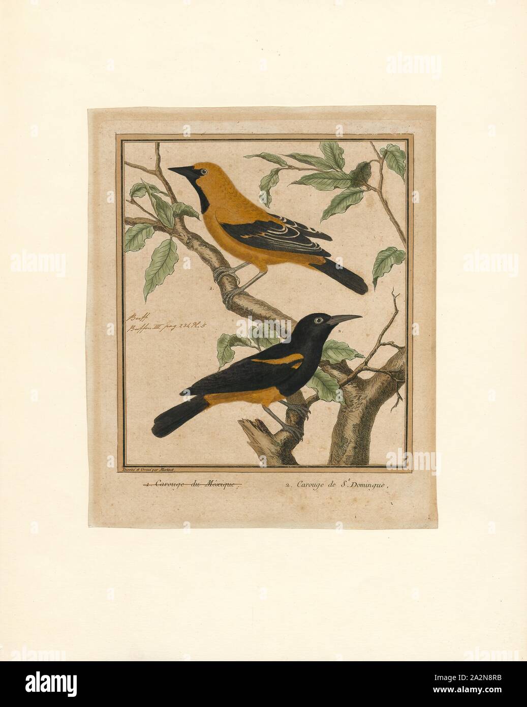 Oriolus linnaei, Print, Orioles are colourful Old World passerine birds in the genus Oriolus, the namesake of the corvoidean family Oriolidae. They are not related to the New World orioles, which are icterids (family Icteridae) that belong to the superfamily Passeroidea., 1796-1799 Stock Photo