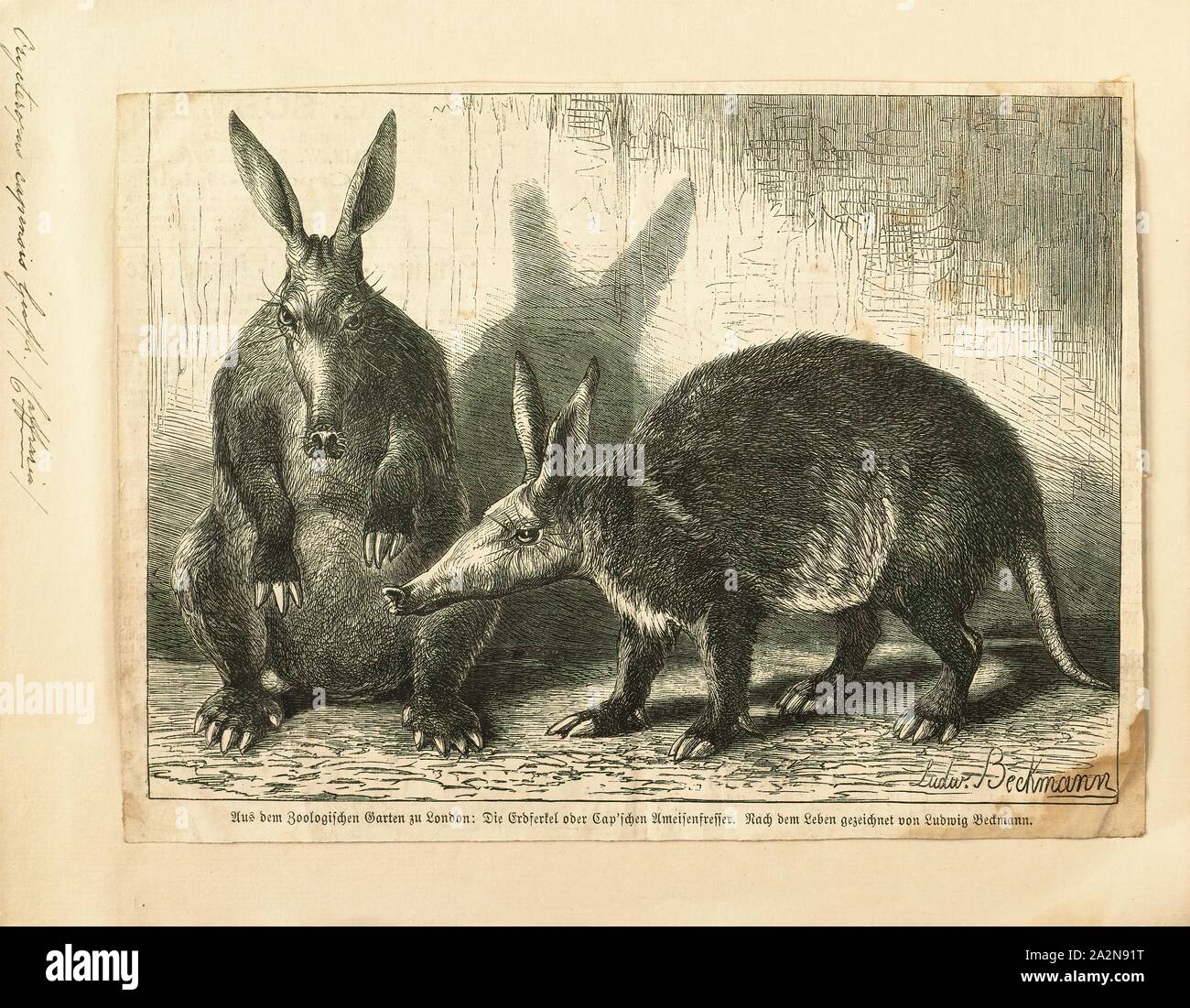 Tubulidentata hires stock photography and images Alamy