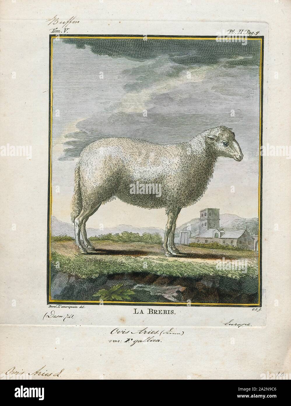 Castrated adult male hi-res stock photography and images - Alamy