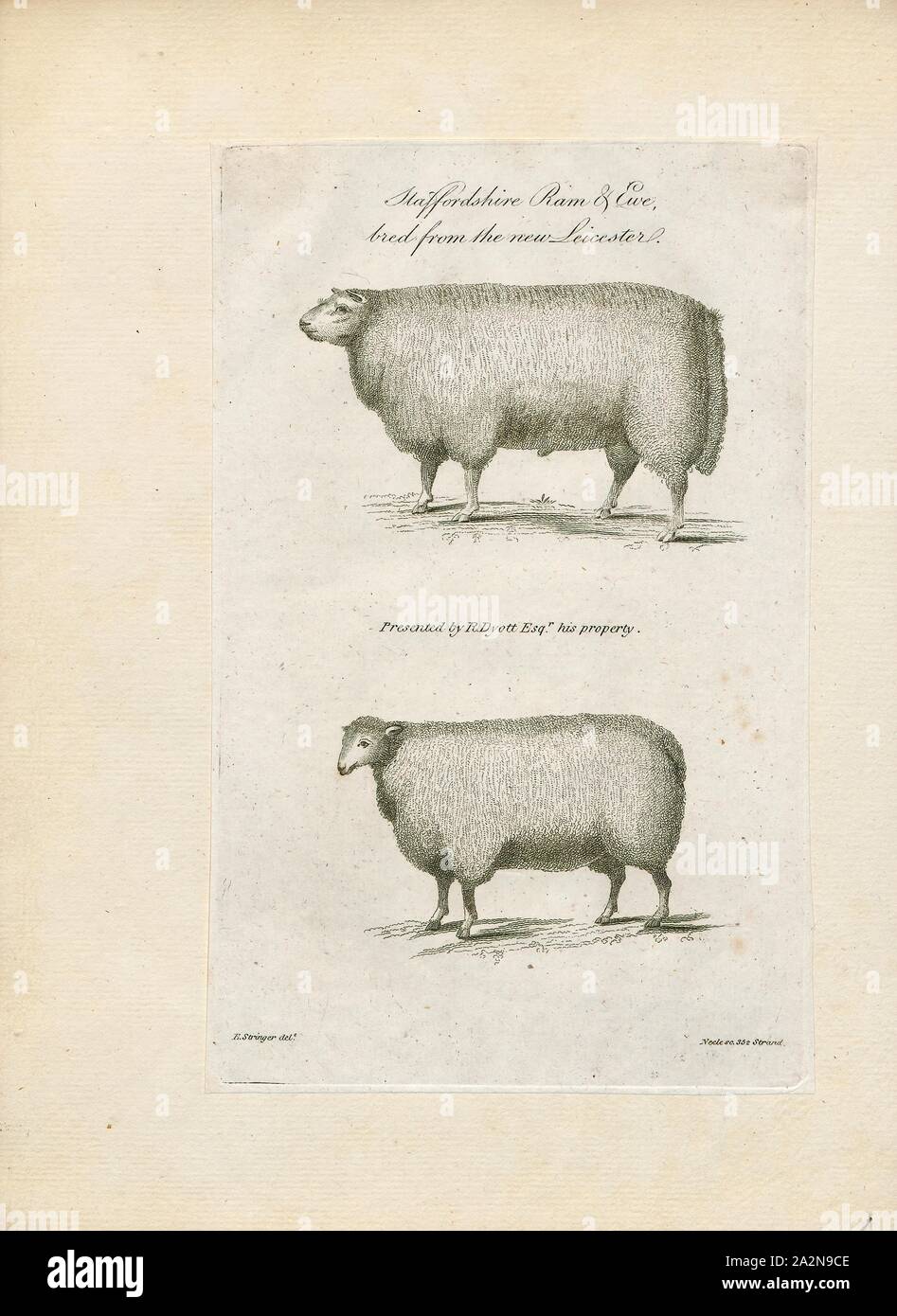 Ovis aries, Print, Domestic sheep (Ovis aries) are quadrupedal, ruminant  mammals typically kept as livestock. Like most ruminants, sheep are members  of the order Artiodactyla, the even-toed ungulates. Although the name sheep