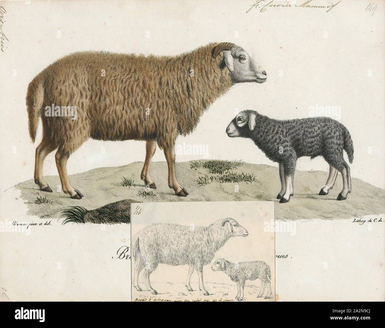 Ovis aries, Print, Domestic sheep (Ovis aries) are quadrupedal