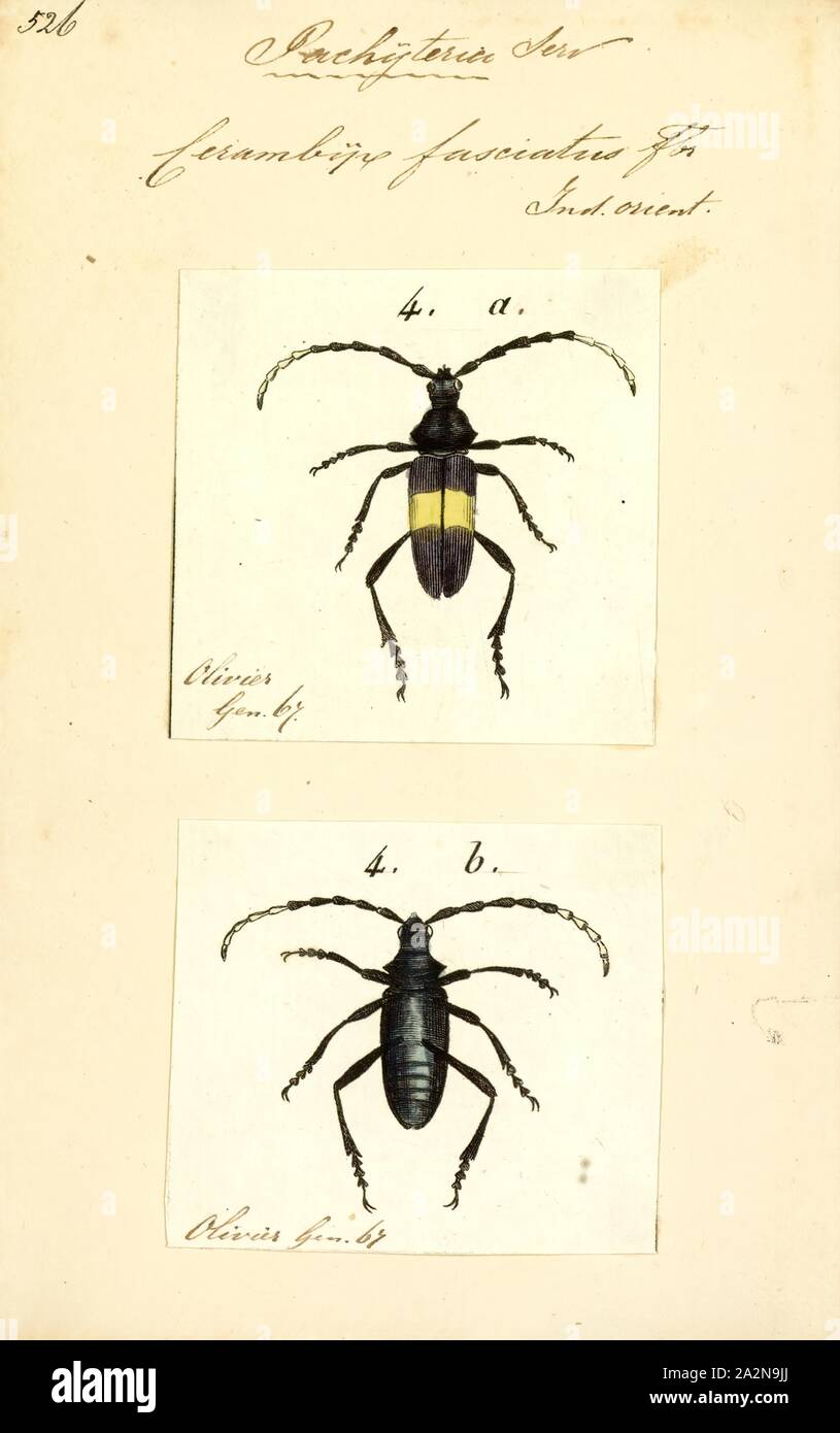 Pachyteria, Print, Pachyteria is a genus of round-necked longhorn beetles of the subfamily Cerambycinae Stock Photo