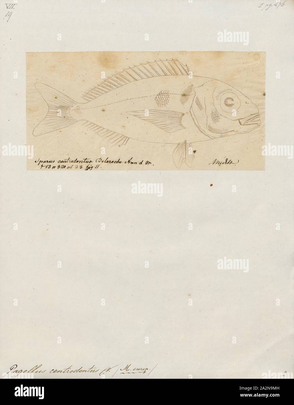 Pagellus centrodontus, Print, 1700-1880 Stock Photo