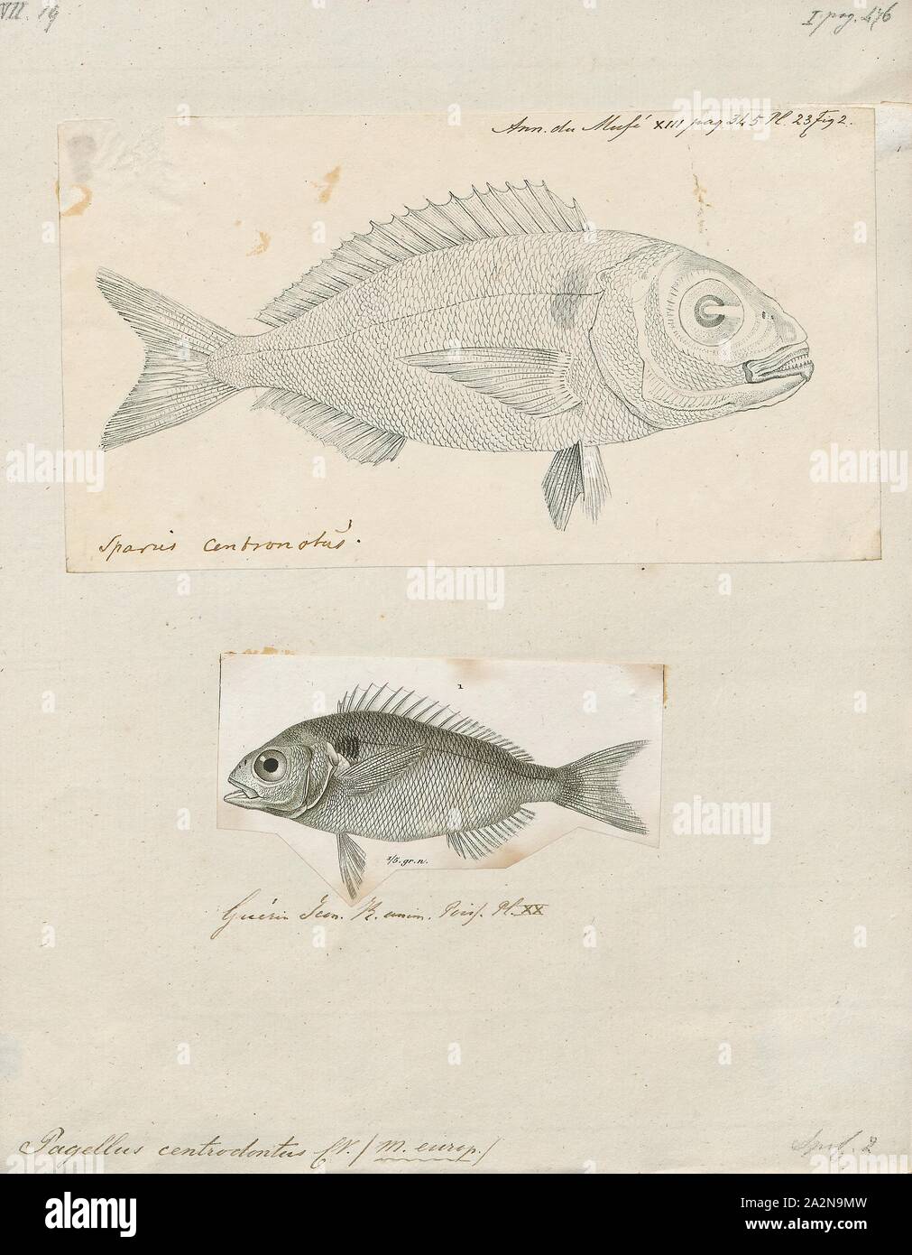 Pagellus centrodontus, Print, 1700-1880 Stock Photo