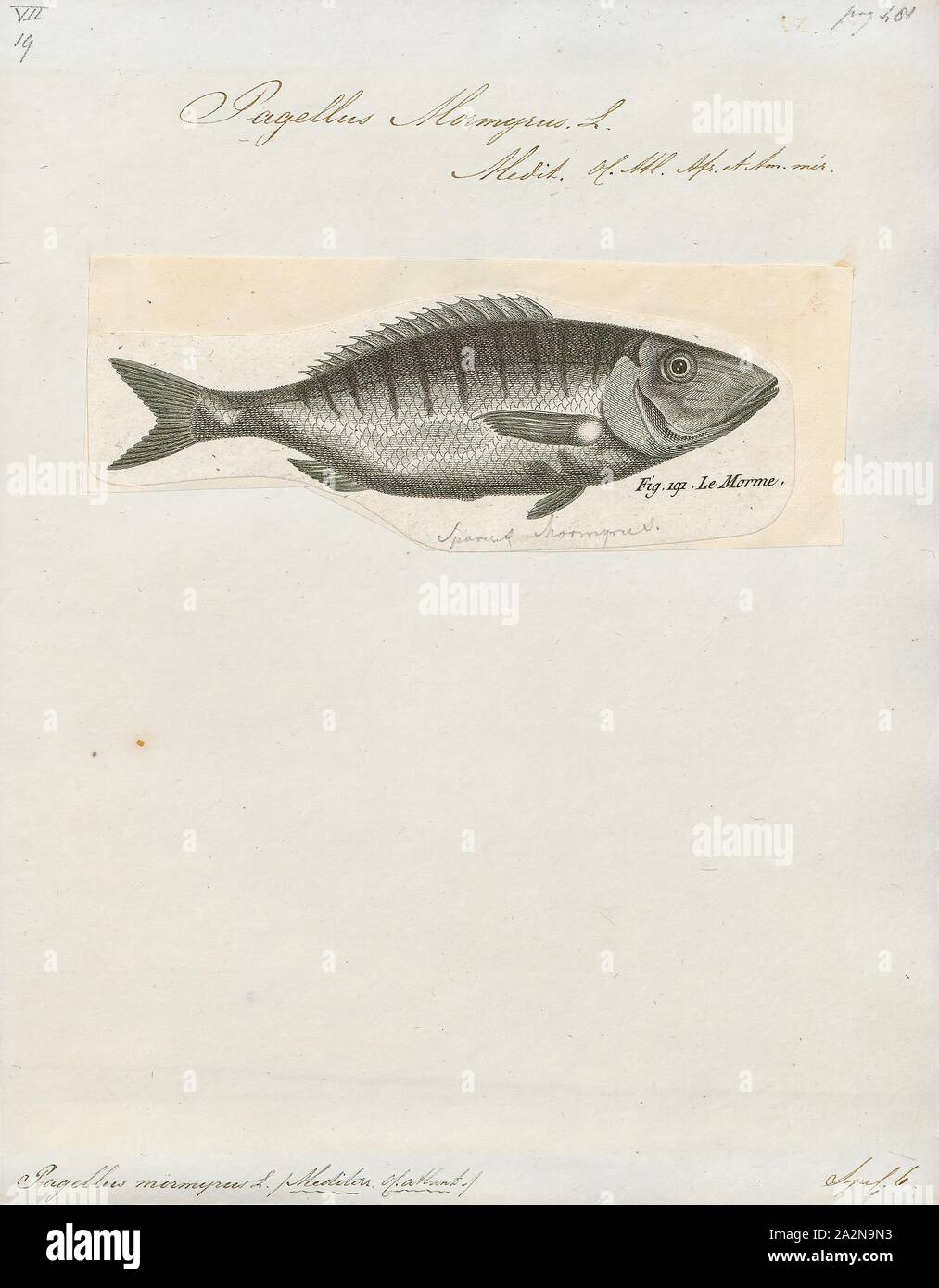 Pagellus mormyrus, Print, 1700-1880 Stock Photo