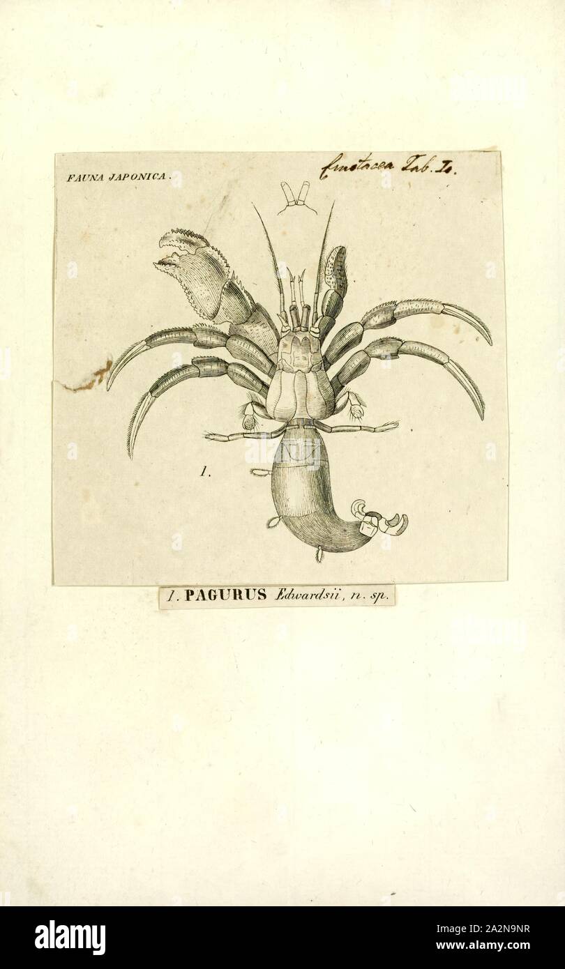 Pagurus edwardsii, Print, Pagurus is a genus of hermit crabs in the family Paguridae. Like other hermit crabs, their abdomen is not calcified and they use snail shells as protection. These marine decapod crustaceans are omnivorous, but mostly prey on small animals and scavenge carrion. Trigonocheirus and Pagurixus used to be considered subgenera of Pagurus, but the former is nowadays included in Orthopagurus, while the latter has been separated as a distinct genus Stock Photo