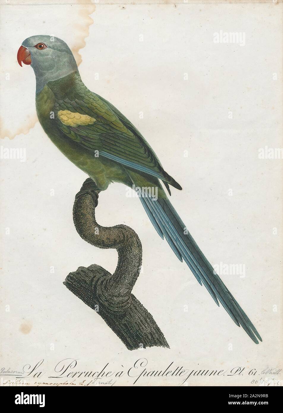 Palaeornis cyanocephalus, Print, Psittacula, Members of the parrot genus Psittacula or Afro-Asian ring-necked parakeets as they are commonly known in aviculture originates found from Africa to South-East Asia. It is a widespread group, with a clear concentration of species in south Asia, but also with representatives in Africa and the islands of the Indian Ocean. This is the only genus of Parrot which has the majority of its species in continental Asia. Of all the extant species only Psittacula calthropae, Psittacula caniceps and Psittacula echo do not have a representative subspecies in any Stock Photo