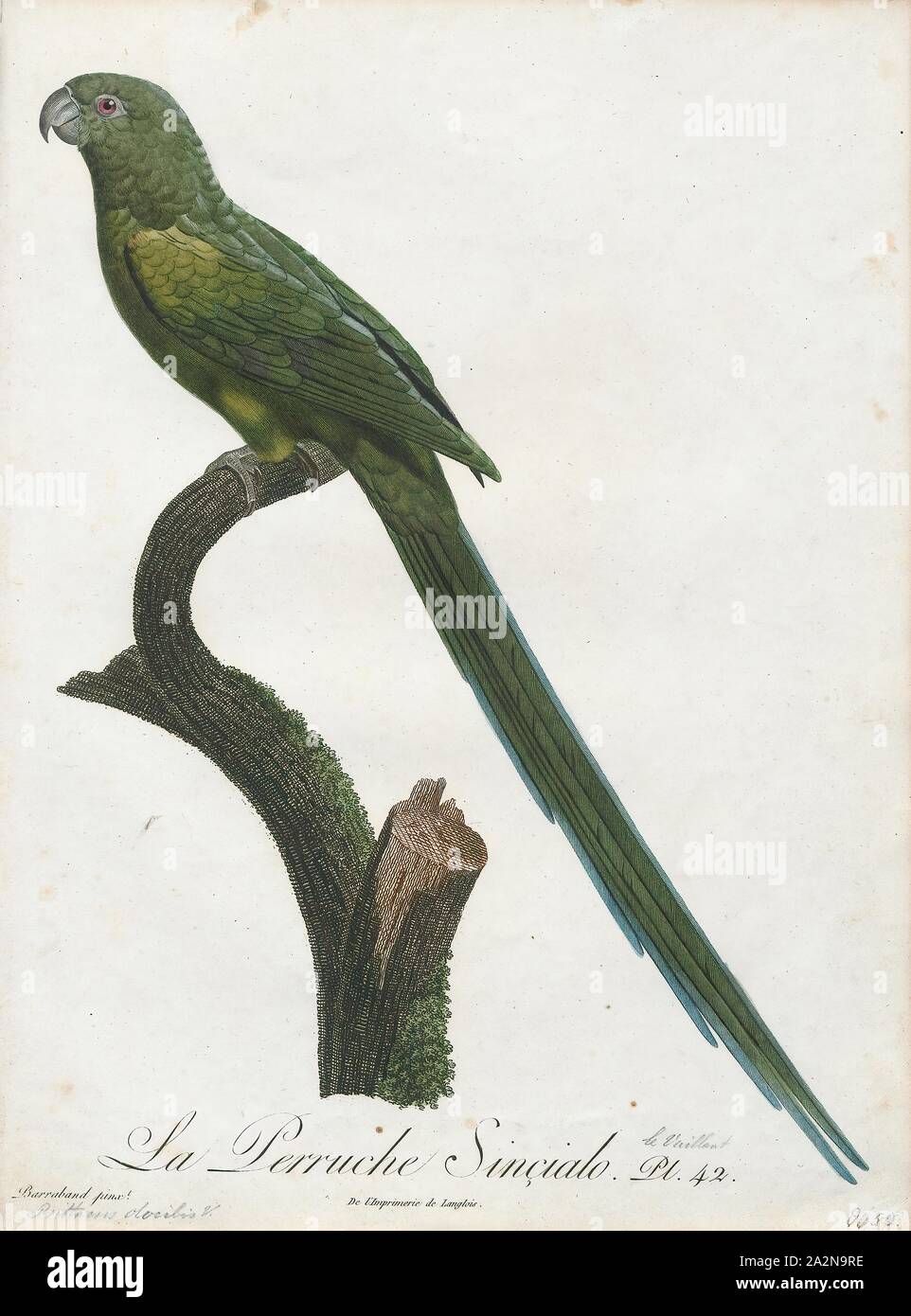 Palaeornis docilis, Print, Psittacula, Members of the parrot genus Psittacula or Afro-Asian ring-necked parakeets as they are commonly known in aviculture originates found from Africa to South-East Asia. It is a widespread group, with a clear concentration of species in south Asia, but also with representatives in Africa and the islands of the Indian Ocean. This is the only genus of Parrot which has the majority of its species in continental Asia. Of all the extant species only Psittacula calthropae, Psittacula caniceps and Psittacula echo do not have a representative subspecies in any part of Stock Photo
