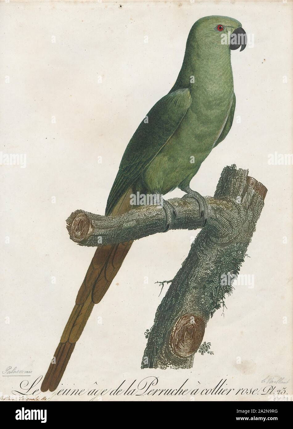 Palaeornis docilis, Print, Psittacula, Members of the parrot genus Psittacula or Afro-Asian ring-necked parakeets as they are commonly known in aviculture originates found from Africa to South-East Asia. It is a widespread group, with a clear concentration of species in south Asia, but also with representatives in Africa and the islands of the Indian Ocean. This is the only genus of Parrot which has the majority of its species in continental Asia. Of all the extant species only Psittacula calthropae, Psittacula caniceps and Psittacula echo do not have a representative subspecies in any part of Stock Photo