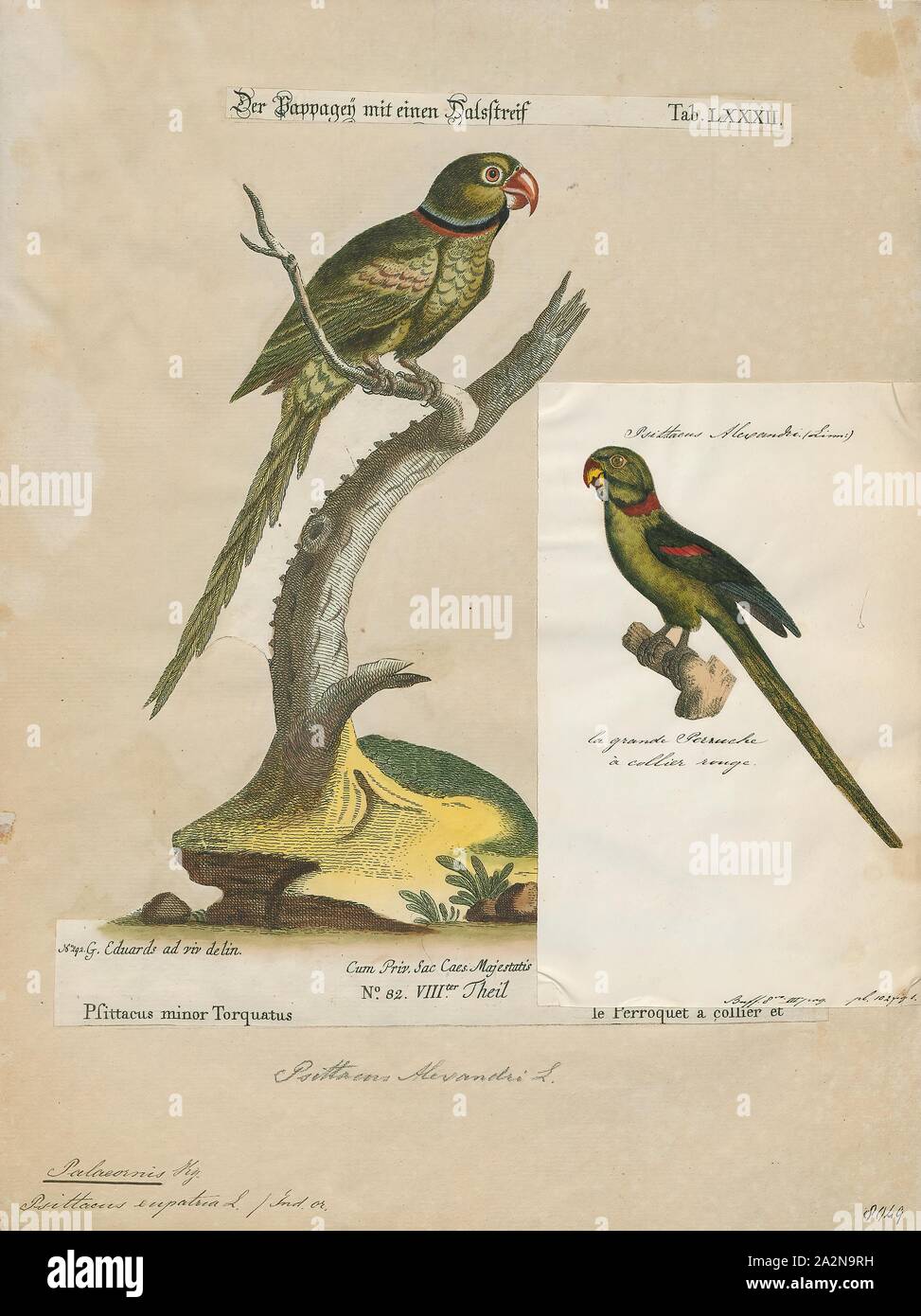 Palaeornis eupatria, Print, Psittacula, Members of the parrot genus Psittacula or Afro-Asian ring-necked parakeets as they are commonly known in aviculture originates found from Africa to South-East Asia. It is a widespread group, with a clear concentration of species in south Asia, but also with representatives in Africa and the islands of the Indian Ocean. This is the only genus of Parrot which has the majority of its species in continental Asia. Of all the extant species only Psittacula calthropae, Psittacula caniceps and Psittacula echo do not have a representative subspecies in any part Stock Photo