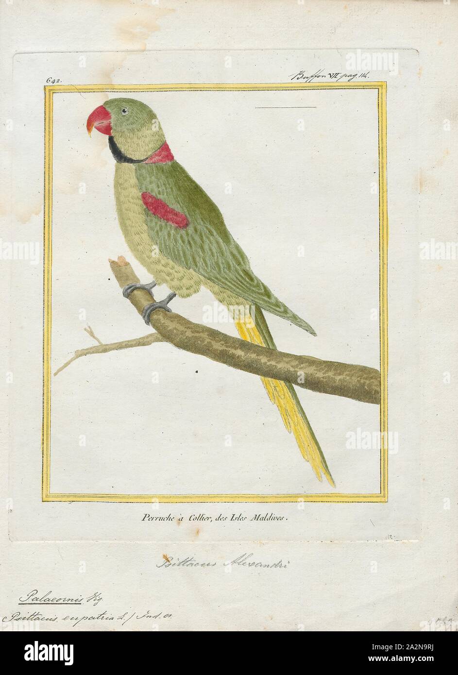 Palaeornis eupatria, Print, Psittacula, Members of the parrot genus Psittacula or Afro-Asian ring-necked parakeets as they are commonly known in aviculture originates found from Africa to South-East Asia. It is a widespread group, with a clear concentration of species in south Asia, but also with representatives in Africa and the islands of the Indian Ocean. This is the only genus of Parrot which has the majority of its species in continental Asia. Of all the extant species only Psittacula calthropae, Psittacula caniceps and Psittacula echo do not have a representative subspecies in any part Stock Photo