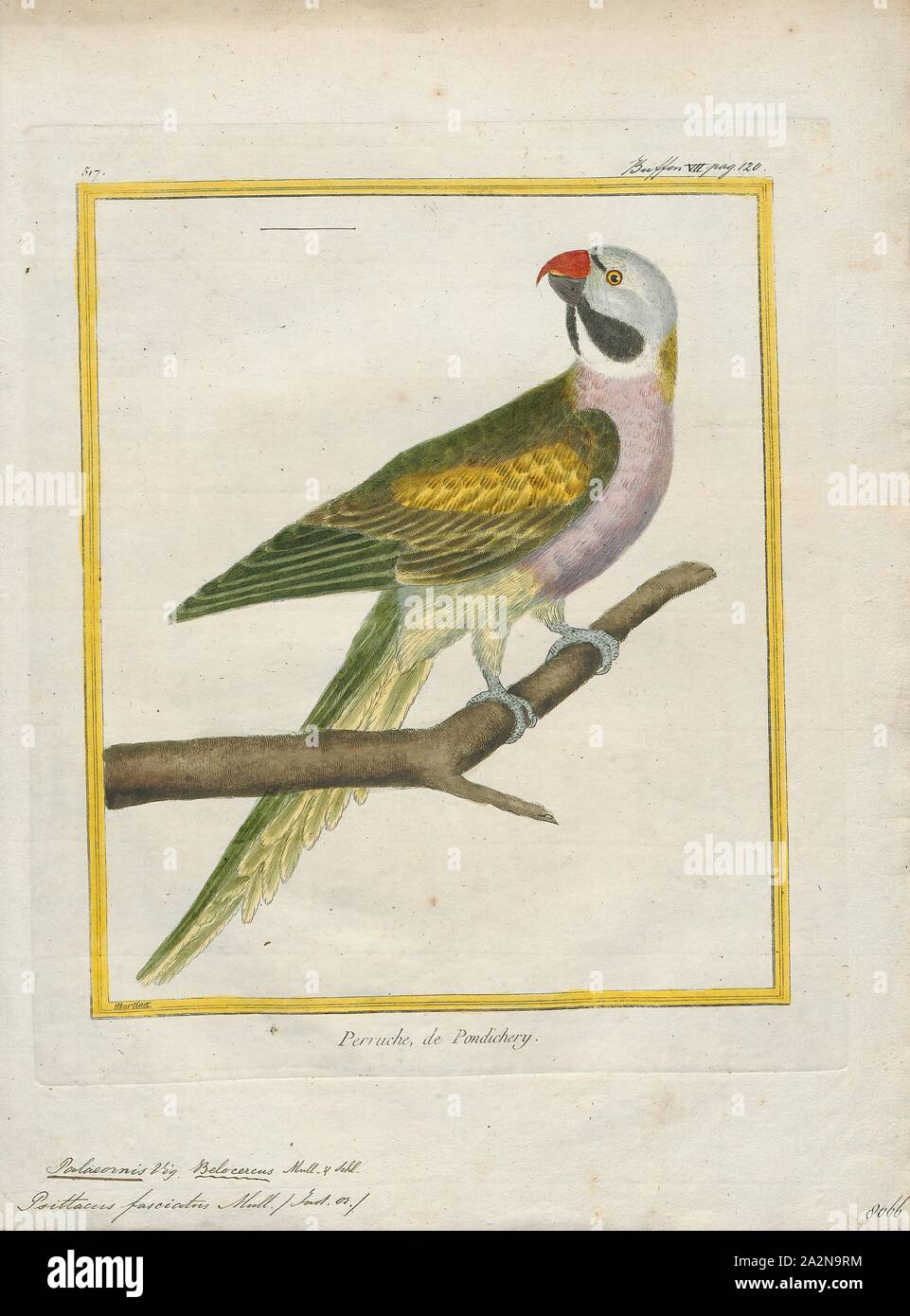 Palaeornis fasciatus, Print, Psittacula, Members of the parrot genus Psittacula or Afro-Asian ring-necked parakeets as they are commonly known in aviculture originates found from Africa to South-East Asia. It is a widespread group, with a clear concentration of species in south Asia, but also with representatives in Africa and the islands of the Indian Ocean. This is the only genus of Parrot which has the majority of its species in continental Asia. Of all the extant species only Psittacula calthropae, Psittacula caniceps and Psittacula echo do not have a representative subspecies in any part Stock Photo