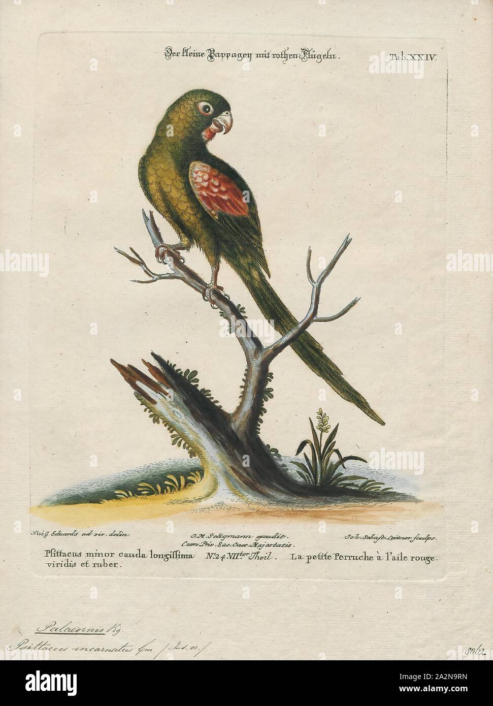 Palaeornis incarnatus, Print, Psittacula, Members of the parrot genus Psittacula or Afro-Asian ring-necked parakeets as they are commonly known in aviculture originates found from Africa to South-East Asia. It is a widespread group, with a clear concentration of species in south Asia, but also with representatives in Africa and the islands of the Indian Ocean. This is the only genus of Parrot which has the majority of its species in continental Asia. Of all the extant species only Psittacula calthropae, Psittacula caniceps and Psittacula echo do not have a representative subspecies in any part Stock Photo