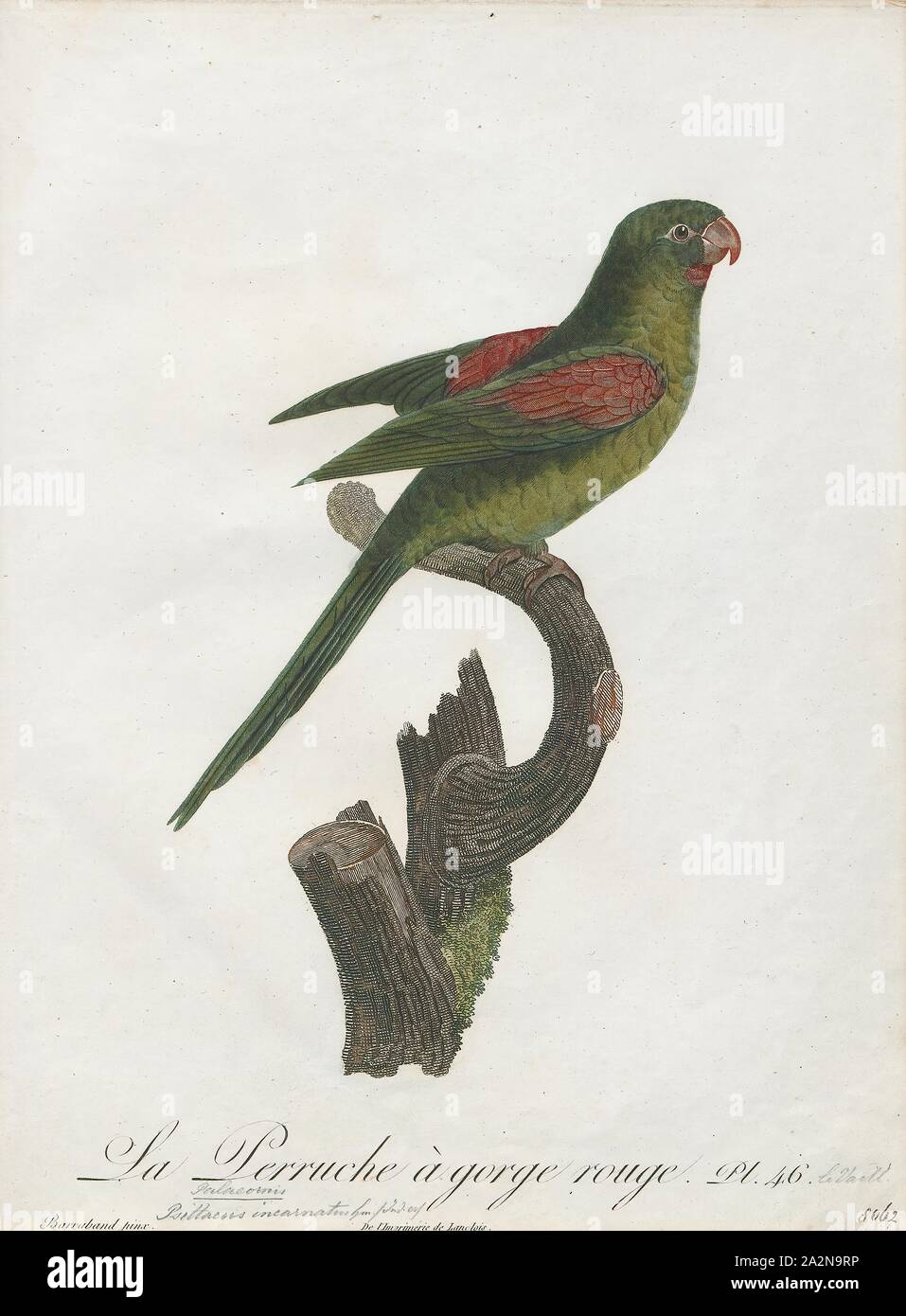 Palaeornis incarnatus, Print, Psittacula, Members of the parrot genus Psittacula or Afro-Asian ring-necked parakeets as they are commonly known in aviculture originates found from Africa to South-East Asia. It is a widespread group, with a clear concentration of species in south Asia, but also with representatives in Africa and the islands of the Indian Ocean. This is the only genus of Parrot which has the majority of its species in continental Asia. Of all the extant species only Psittacula calthropae, Psittacula caniceps and Psittacula echo do not have a representative subspecies in any part Stock Photo