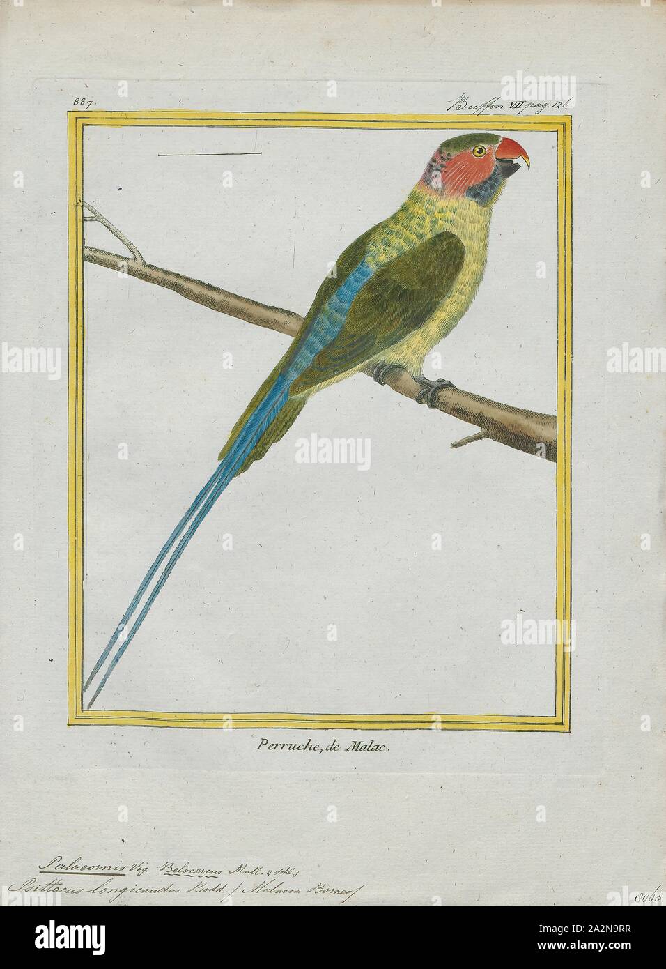 Palaeornis longicaudus, Print, Psittacula, Members of the parrot genus Psittacula or Afro-Asian ring-necked parakeets as they are commonly known in aviculture originates found from Africa to South-East Asia. It is a widespread group, with a clear concentration of species in south Asia, but also with representatives in Africa and the islands of the Indian Ocean. This is the only genus of Parrot which has the majority of its species in continental Asia. Of all the extant species only Psittacula calthropae, Psittacula caniceps and Psittacula echo do not have a representative subspecies in any Stock Photo