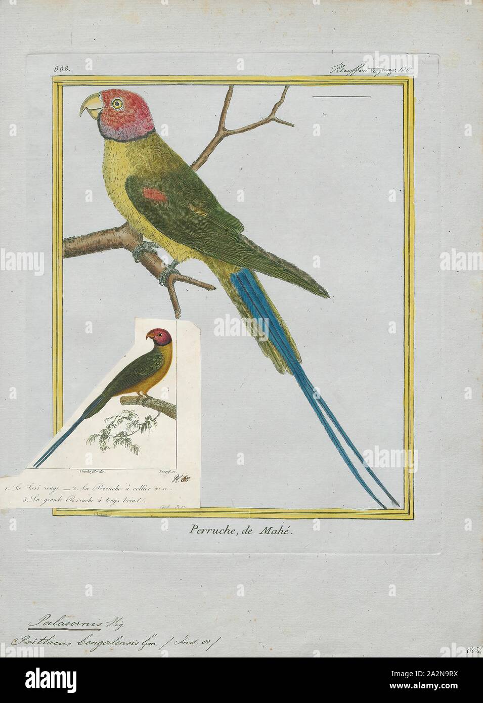 Palaeornis purpureus, Print, Psittacula, Members of the parrot genus Psittacula or Afro-Asian ring-necked parakeets as they are commonly known in aviculture originates found from Africa to South-East Asia. It is a widespread group, with a clear concentration of species in south Asia, but also with representatives in Africa and the islands of the Indian Ocean. This is the only genus of Parrot which has the majority of its species in continental Asia. Of all the extant species only Psittacula calthropae, Psittacula caniceps and Psittacula echo do not have a representative subspecies in any part Stock Photo