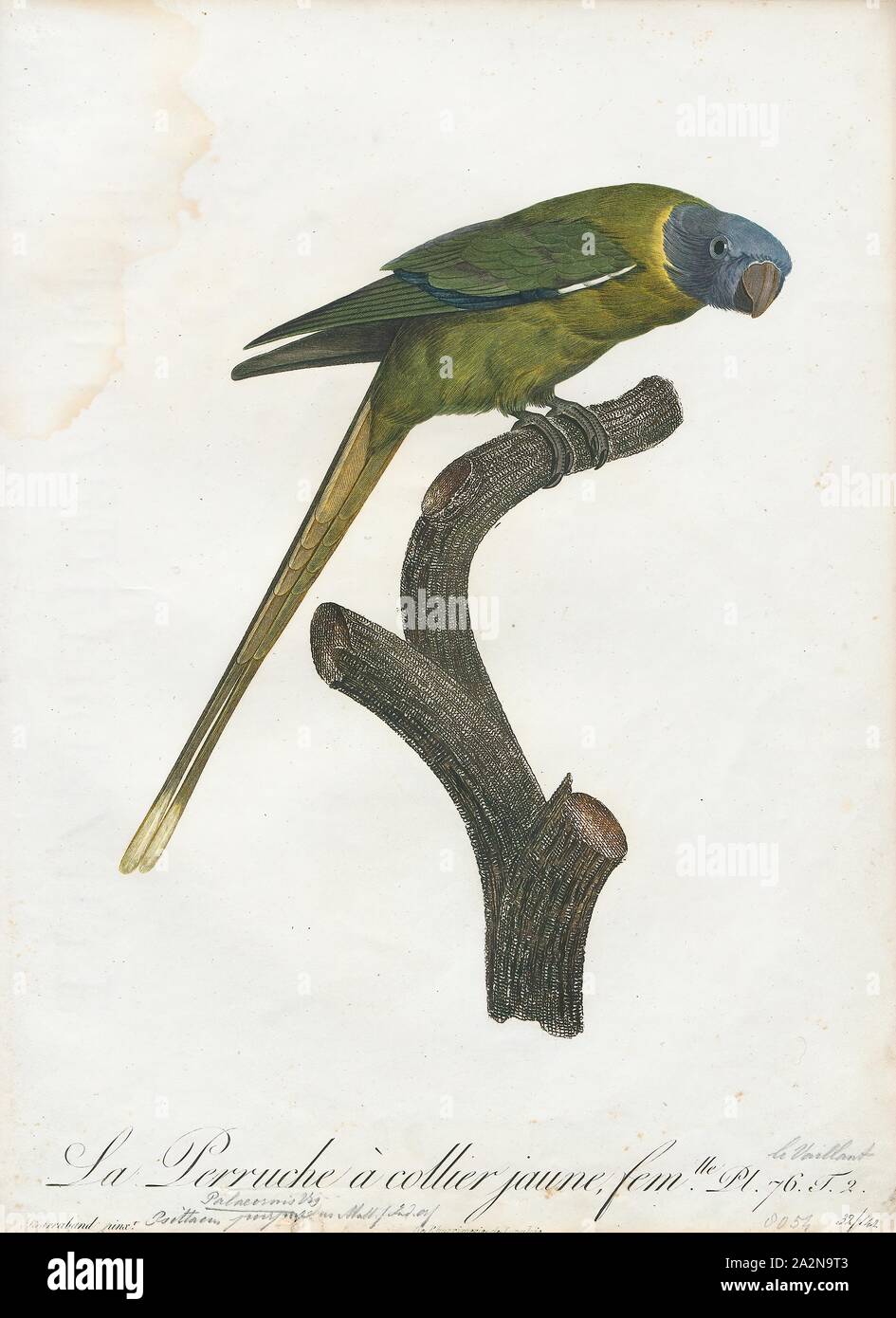 Palaeornis purpureus, Print, Psittacula, Members of the parrot genus Psittacula or Afro-Asian ring-necked parakeets as they are commonly known in aviculture originates found from Africa to South-East Asia. It is a widespread group, with a clear concentration of species in south Asia, but also with representatives in Africa and the islands of the Indian Ocean. This is the only genus of Parrot which has the majority of its species in continental Asia. Of all the extant species only Psittacula calthropae, Psittacula caniceps and Psittacula echo do not have a representative subspecies in any part Stock Photo
