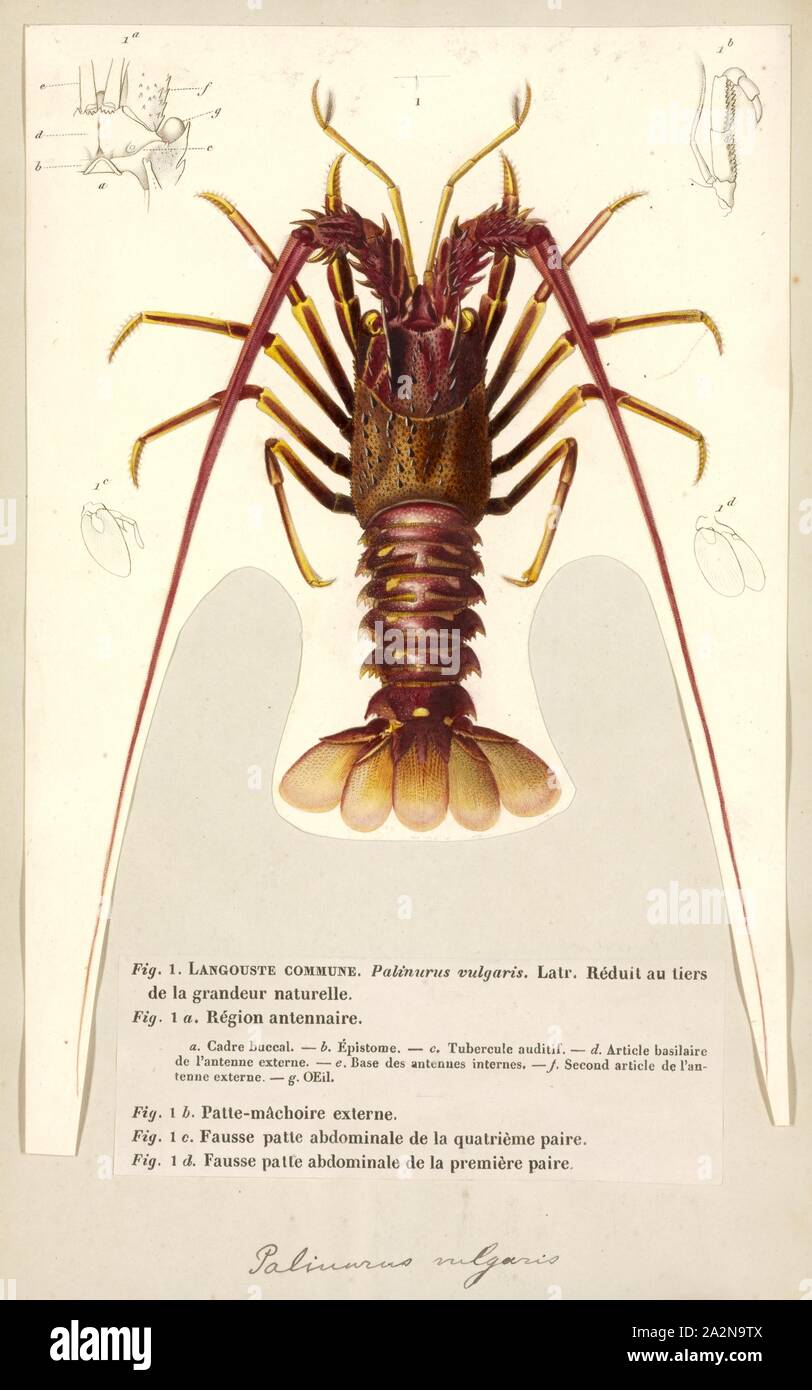 Common names include european spiny lobster hires stock photography
