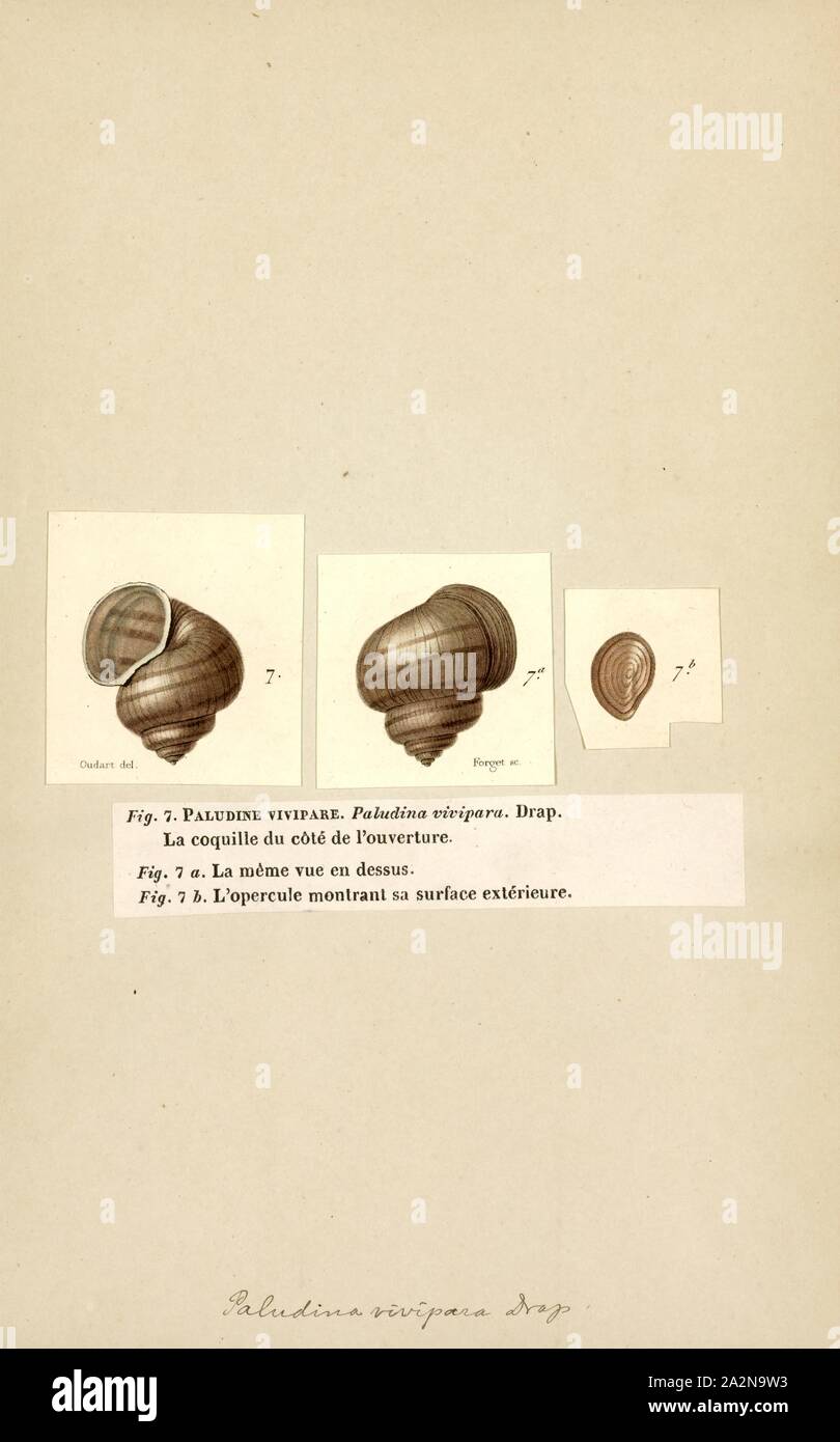 Paludina, Print, Viviparus, common name the river snails, is a genus of large, freshwater snails