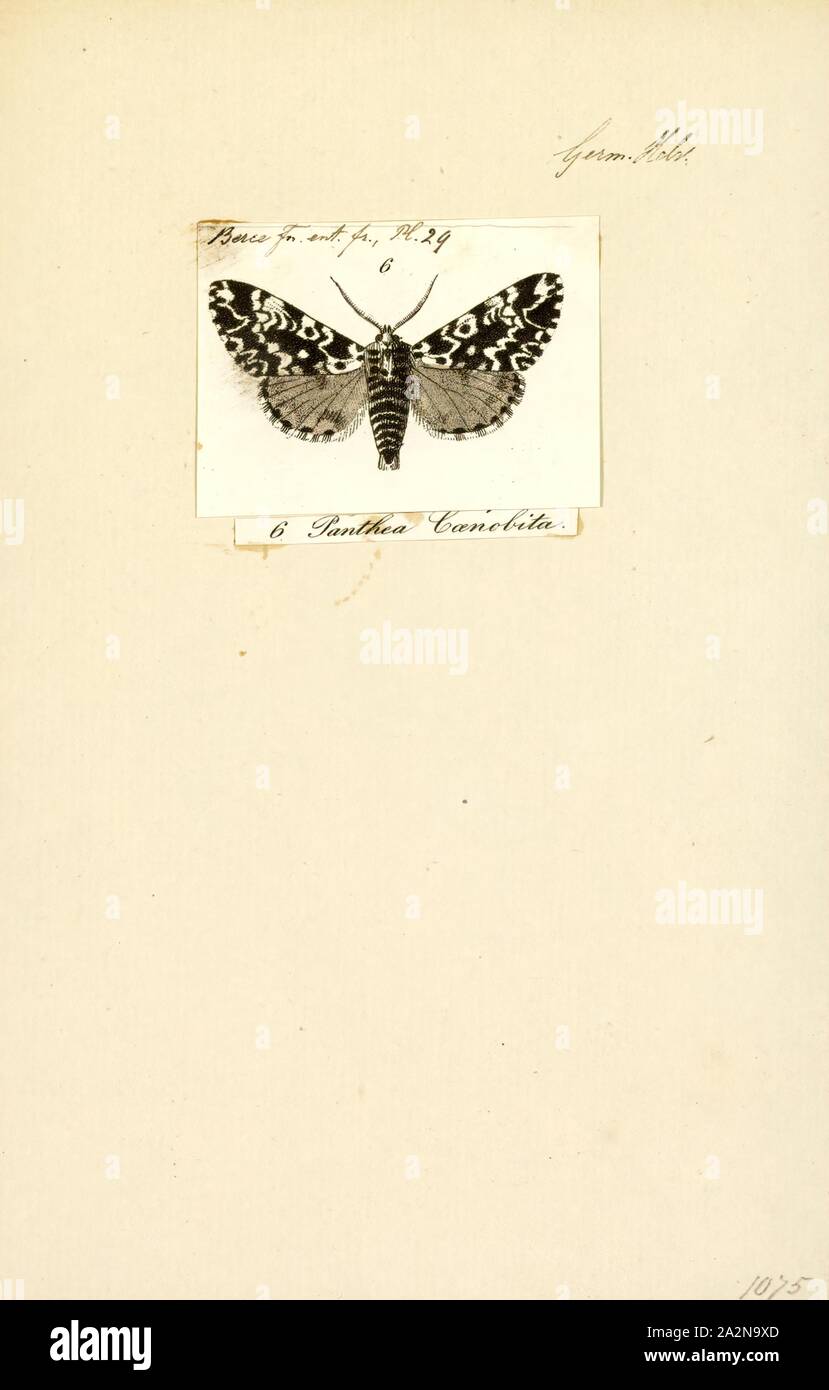 Panthea, Print, Panthea is a genus of the owlet moth family, Noctuidae. The word Panthea is from Greek and Persian, meaning 'of all gods Stock Photo