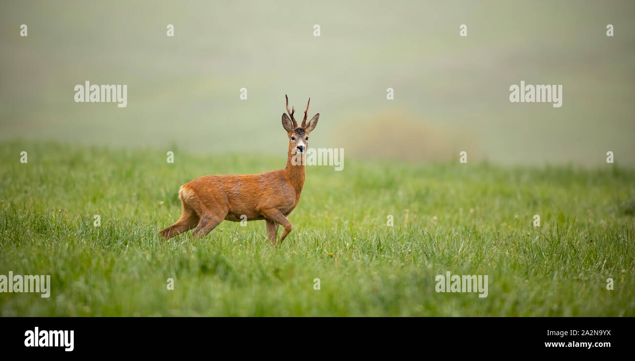 Panoramic wide composition with roe deer, capreolus capreolus, buck in summer. Wild deer in tranquil green nature with copy space. Stock Photo